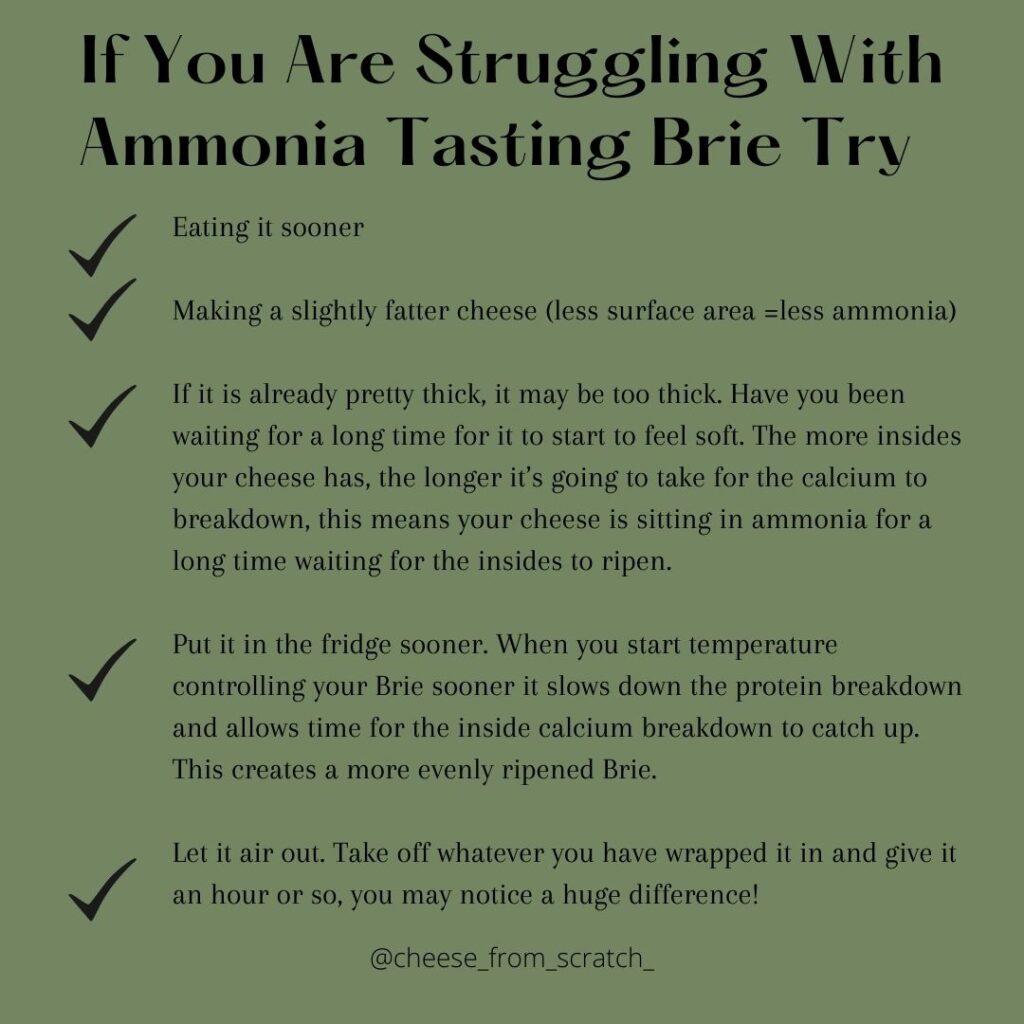 How To Troubleshoot Ammonia Tasting Brie Cheese From Scratch Cheese Deals