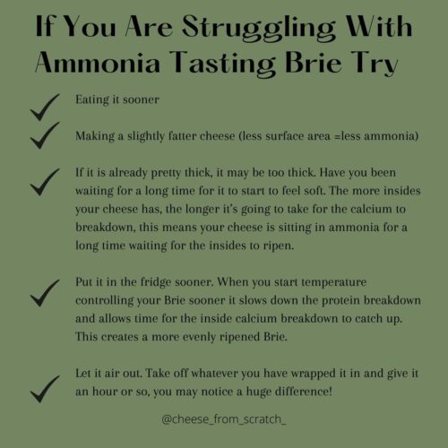 How To Troubleshoot Ammonia Tasting Brie Cheese From Scratch Cheese
