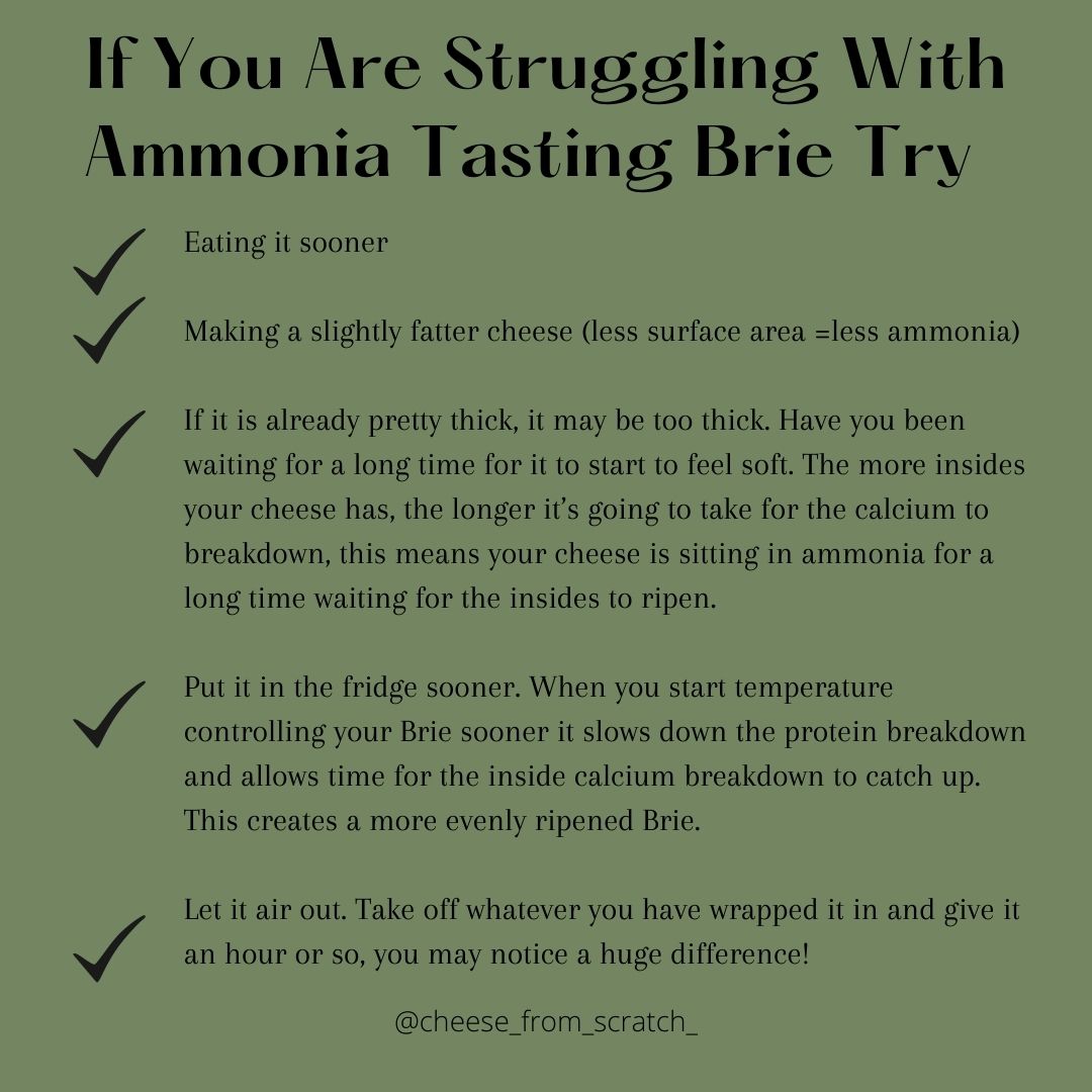 How To Troubleshoot Ammonia Tasting Brie Cheese From Scratch Cheese