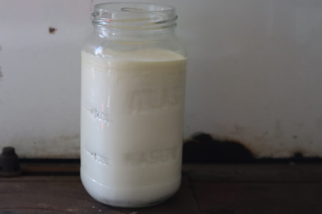 jar of coagulated clabber culture