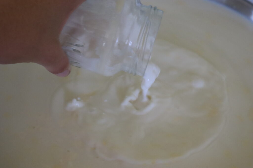 dumping clabber culture into a pot of milk