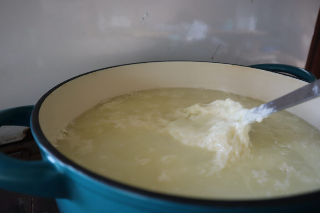cheese separating from whey in a pot