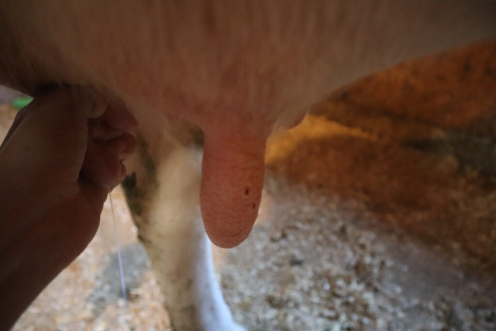 a hand milking a teat