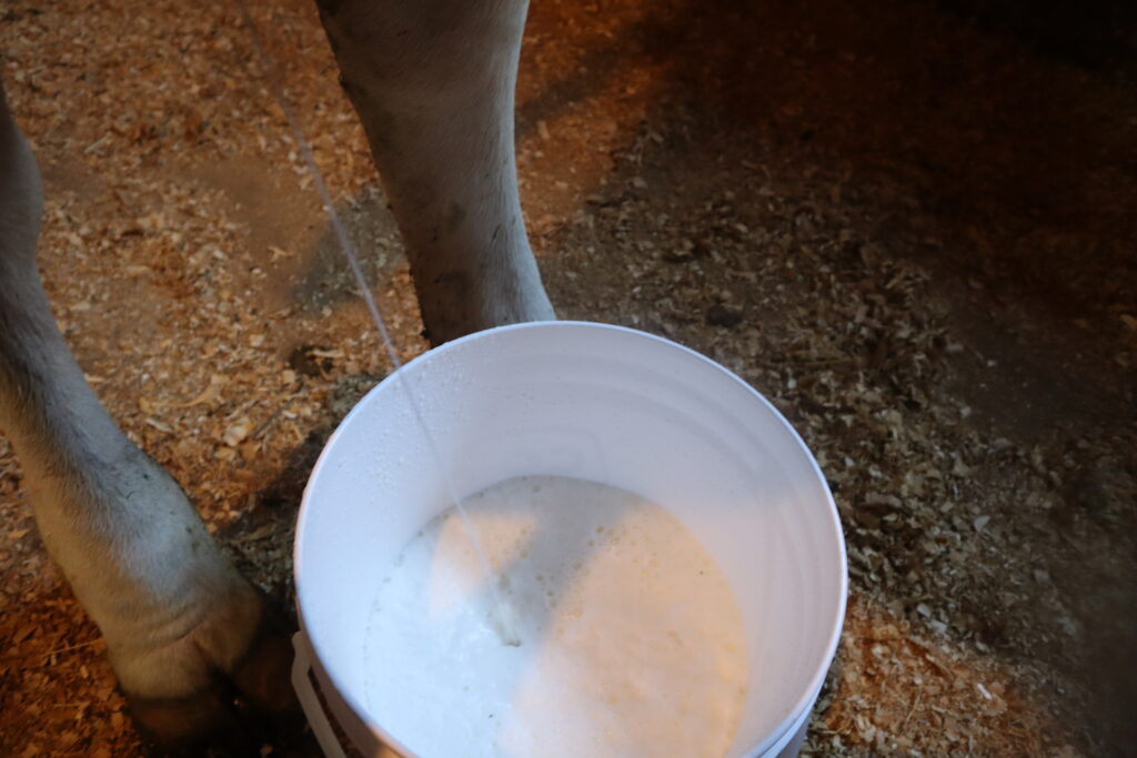 a bucket sitting on the ground between a cows feet with milk in it 