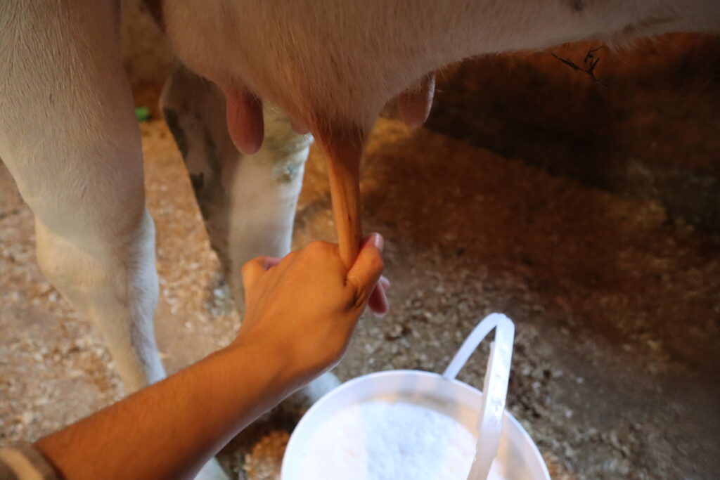a hand stripping out a cow teat 