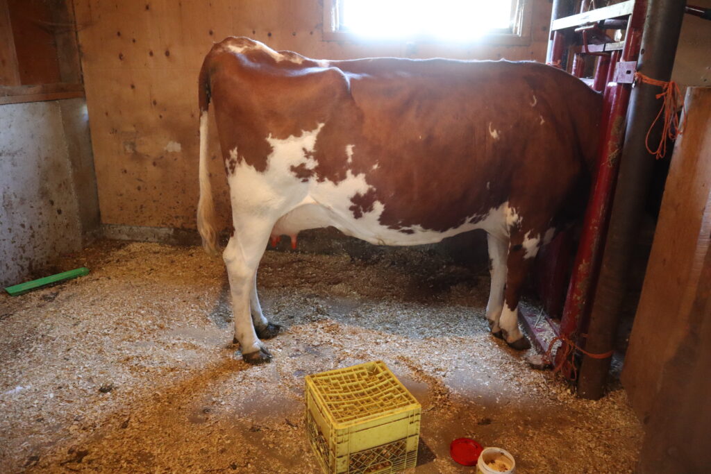 a milk cow standing in a head gate