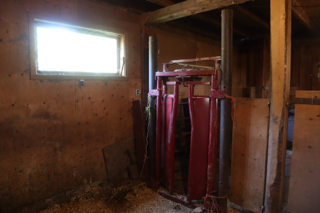 A cow headgate in a milking stall 