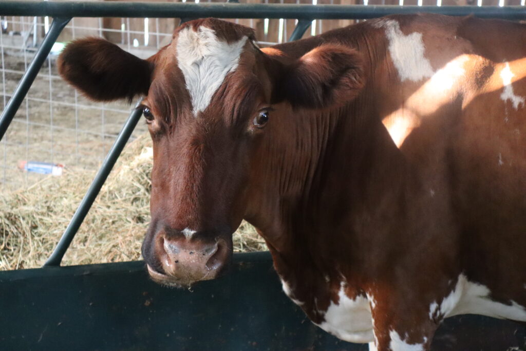 a milk cow standing in front of a gate