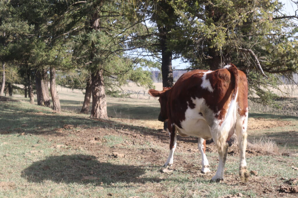 red and white milk cow walking through the forest 